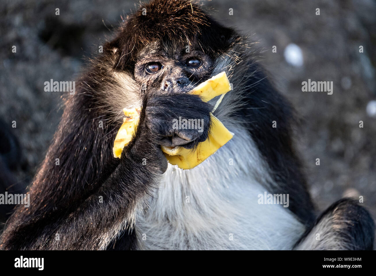 A critically endangered Mexican spider monkey eats a banana on Monkey Island in Lake Catemaco, Mexico. The monkeys survive on wild cactus and hand outs from tourists.  Lake Catemaco in Catemaco, Veracruz, Mexico. The tropical freshwater lake at the center of the Sierra de Los Tuxtlas, is a popular tourist destination and known for free ranging monkeys, the rainforest backdrop and Mexican witches known as Brujos. Stock Photo