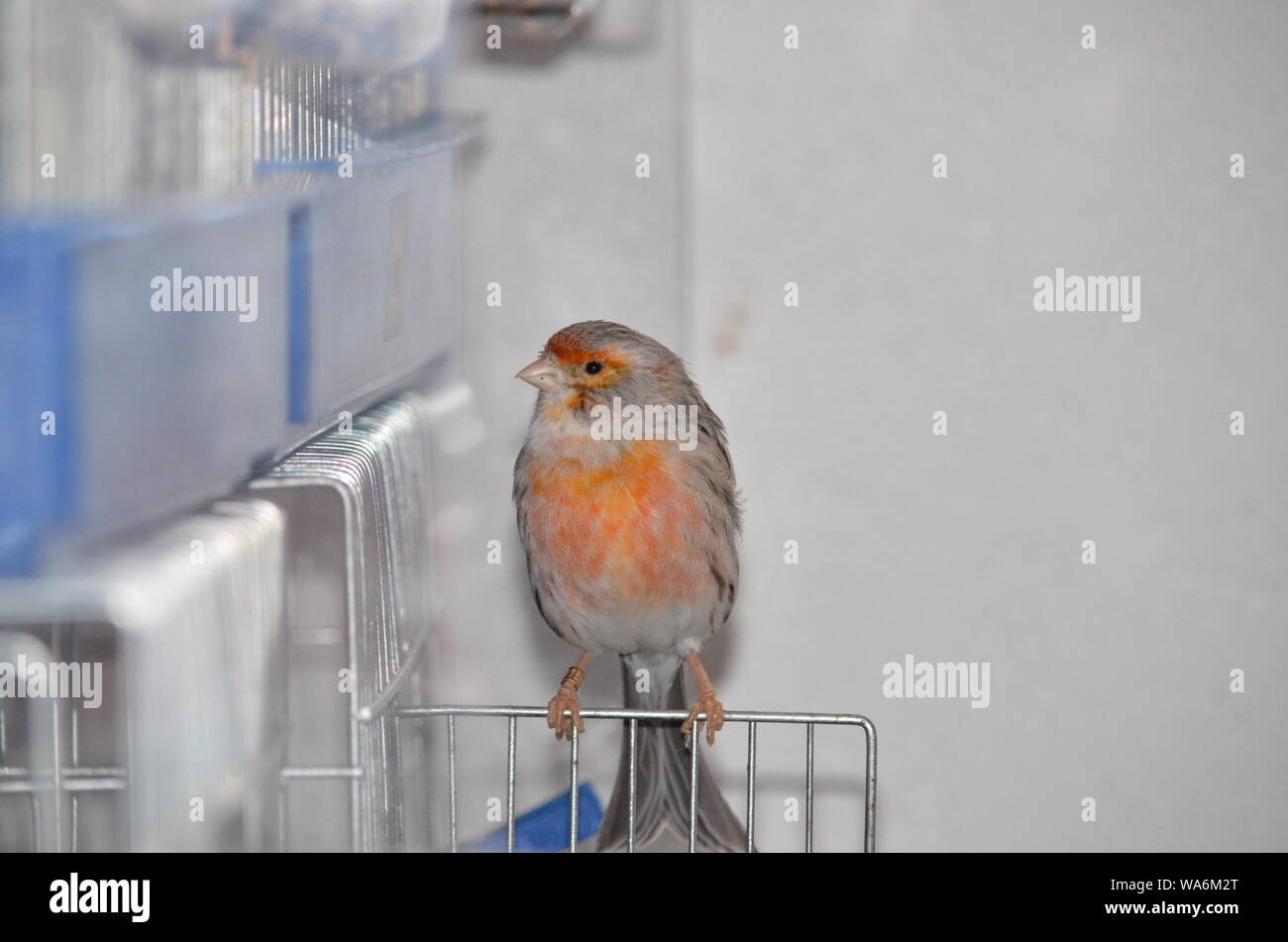 Canary birds and lightning storm Stock Photo