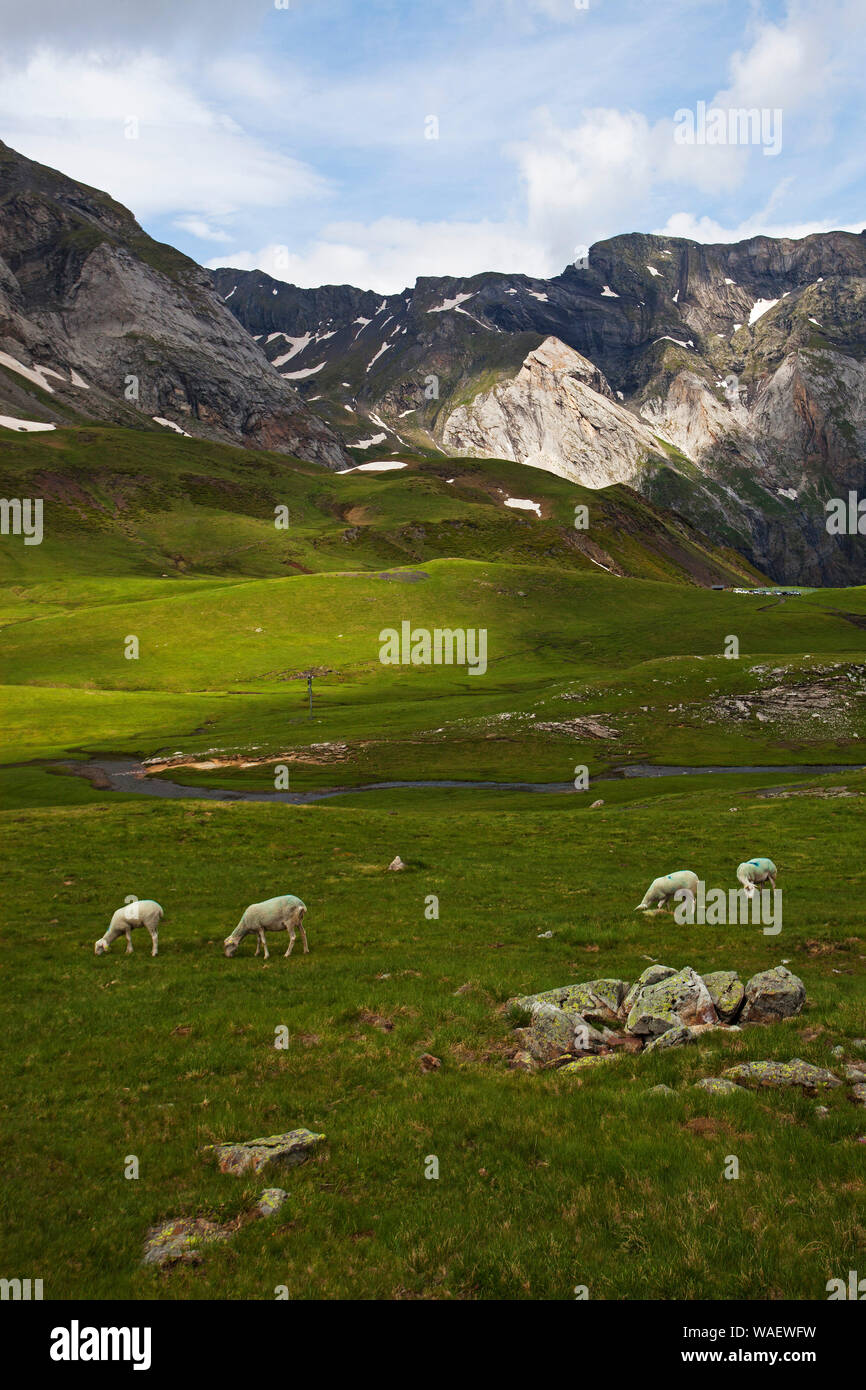 Sheep grazing on alpine meadow in the bowl of the Cirque de Troumouse Hautes Pyrenees Pyrenees National Park France Stock Photo