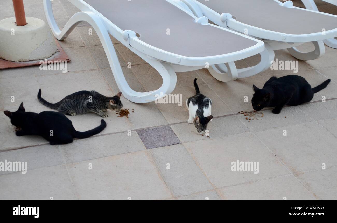 a group of feral kittens eating cat biscuits near sun loungers at hilton hotel poolside malta Stock Photo