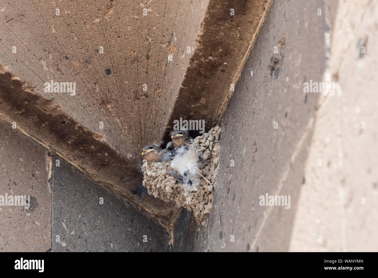 Common Swift (Apus apus) chicks in their nest Stock Photo