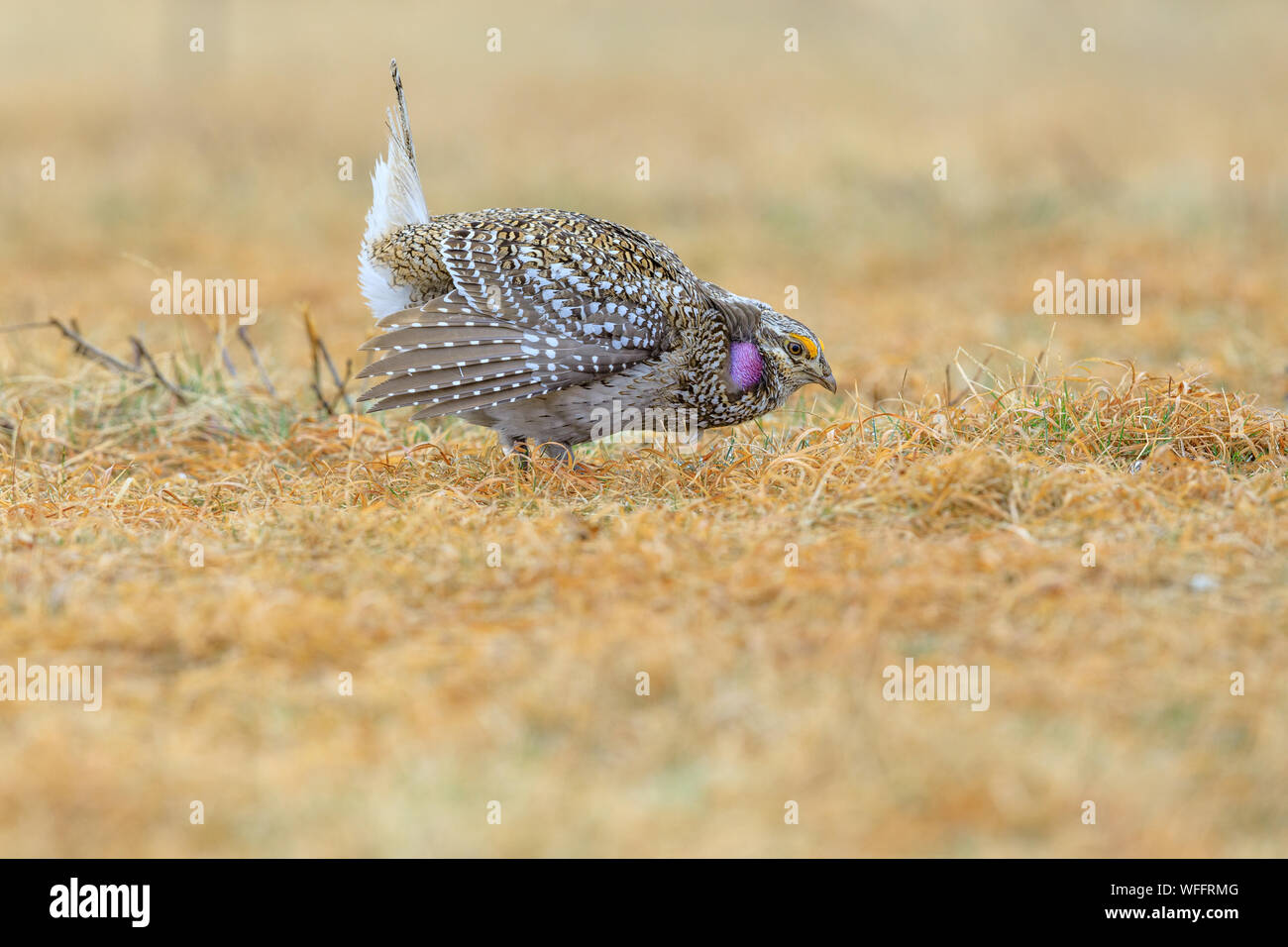 Sharp-tailed grouse Stock Photo