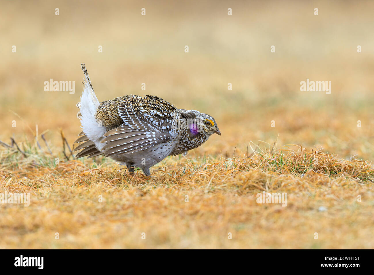 Sharp-tailed grouse Stock Photo