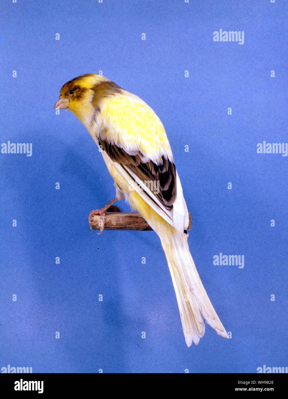 Variegated Buff Yorkshire Canary Stock Photo