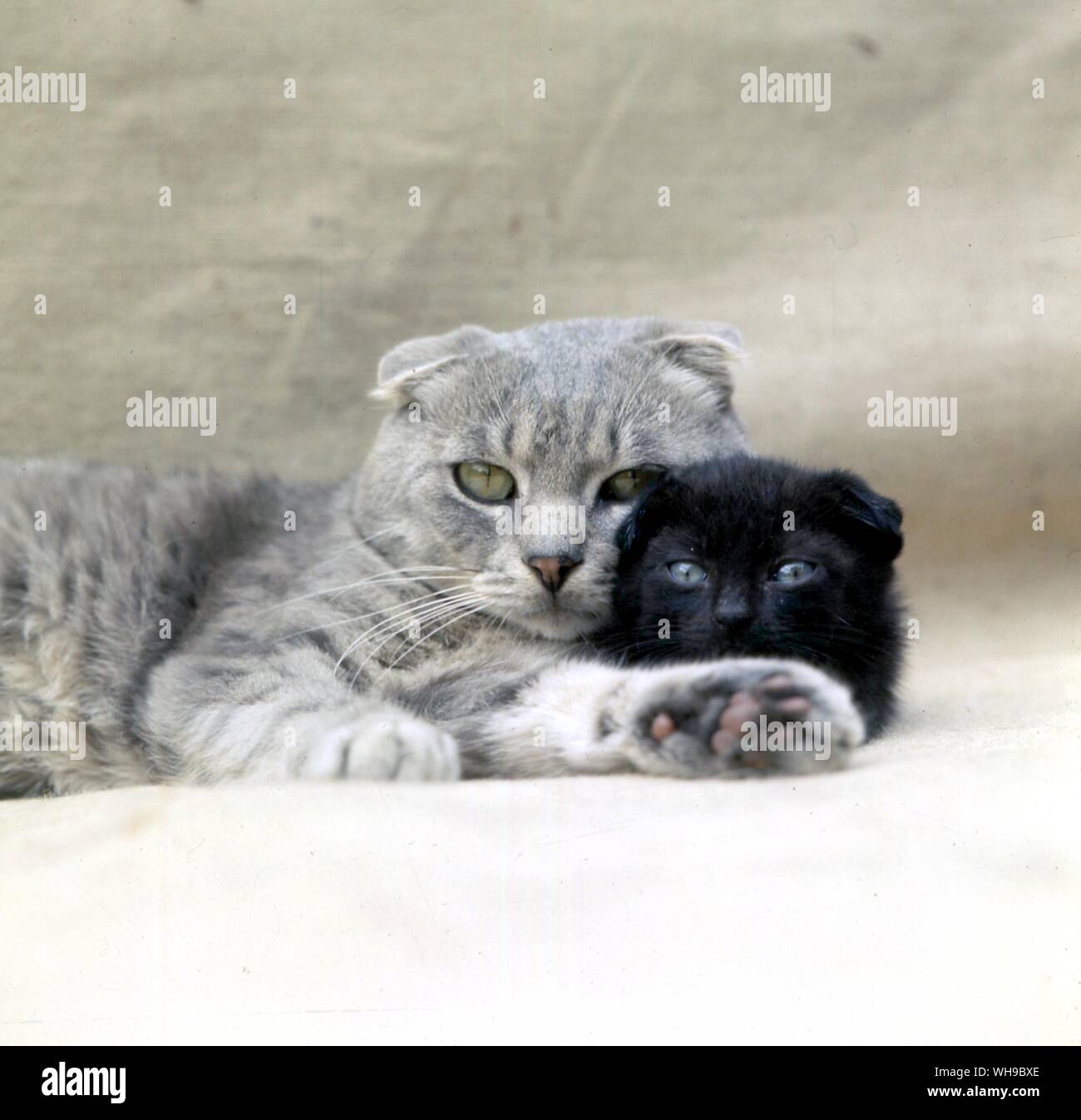 Scottish Fold  Cat Stock Photo