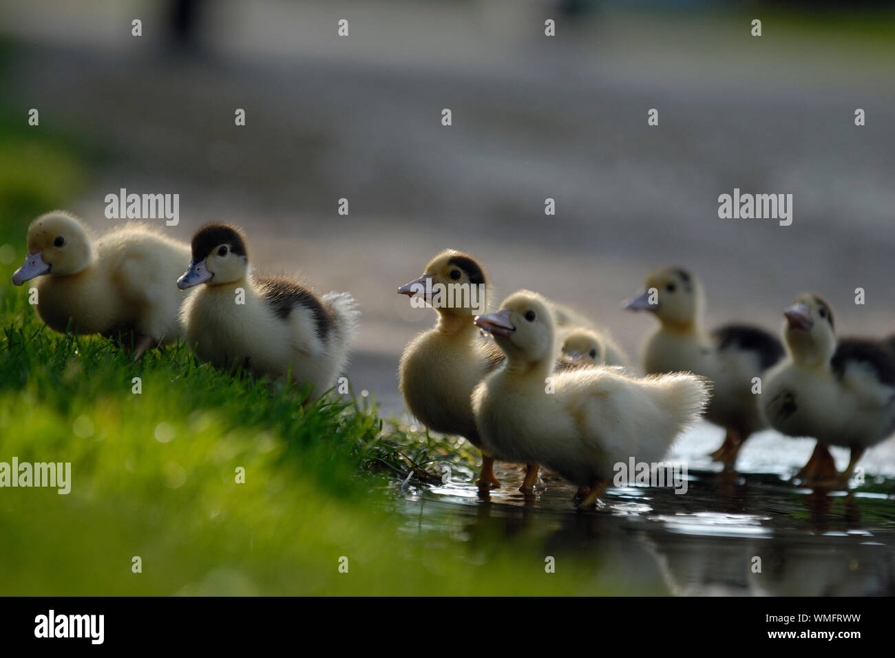 Domestic Muscovy Duck, Ducklings at puddle, (Cairina moschata forma domestica) Stock Photo