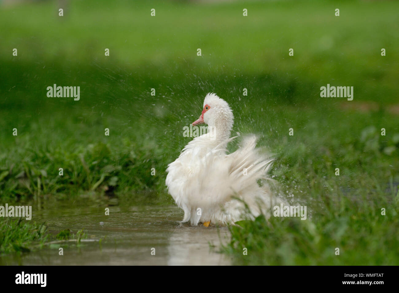 Domestic Muscovy Duck, (Cairina moschata forma domestica) Stock Photo