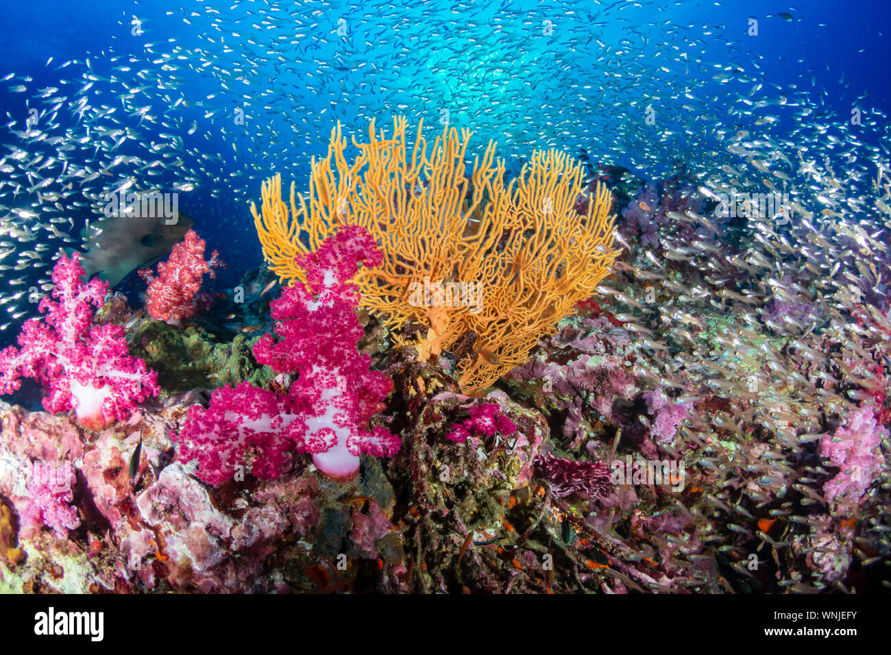 Healthy Coral Reef