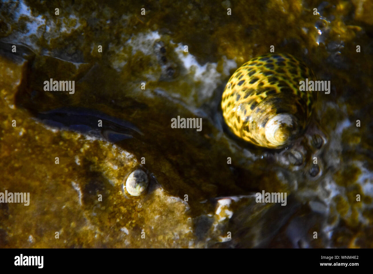 Sea Snails on the rock sea side Stock Photo