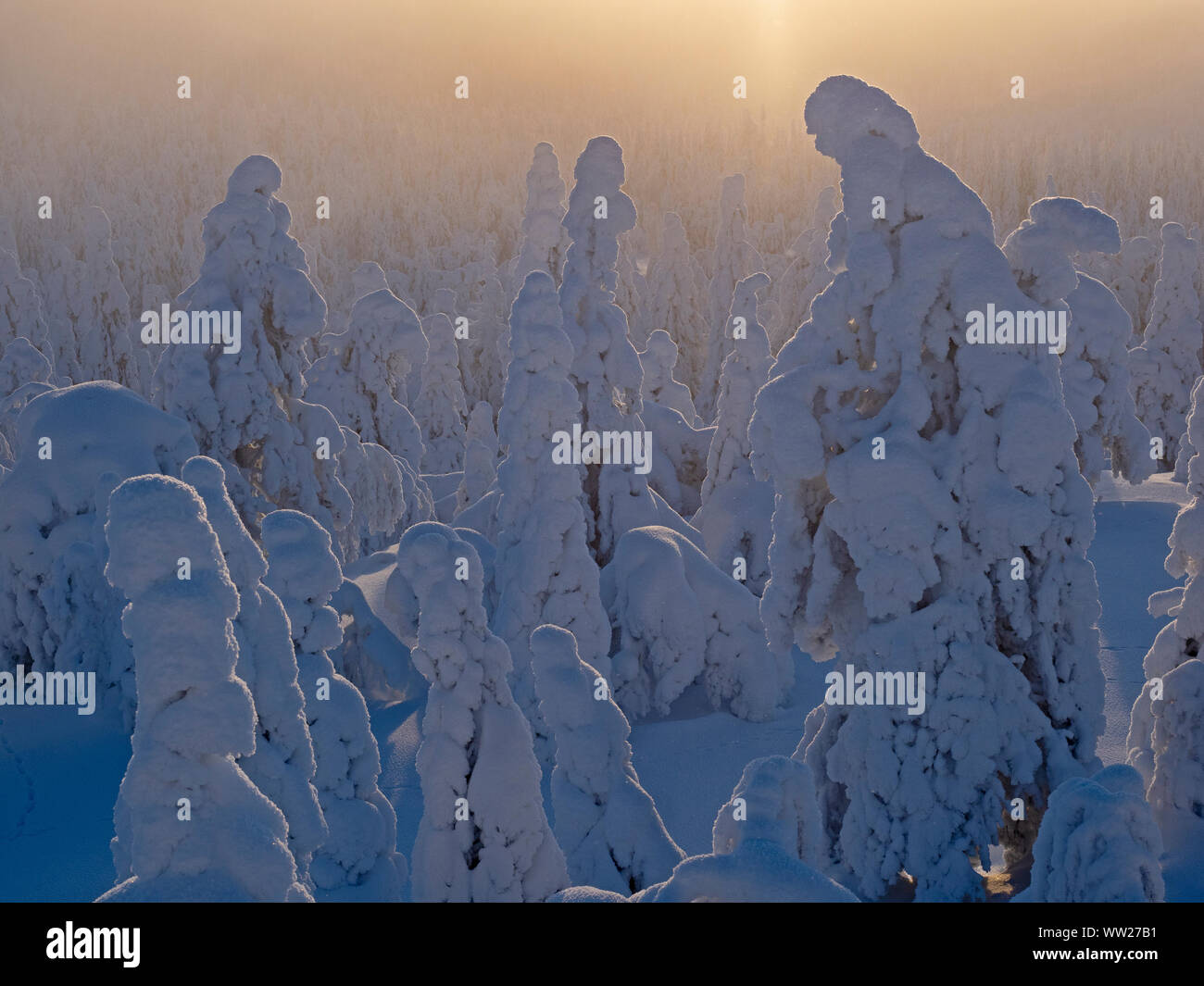 Spruce trees cloaked in snow Ruka Peak Kuusamo Finland January.  When snow cloaks spruce trees like this it is known as crown snow and can put a load Stock Photo