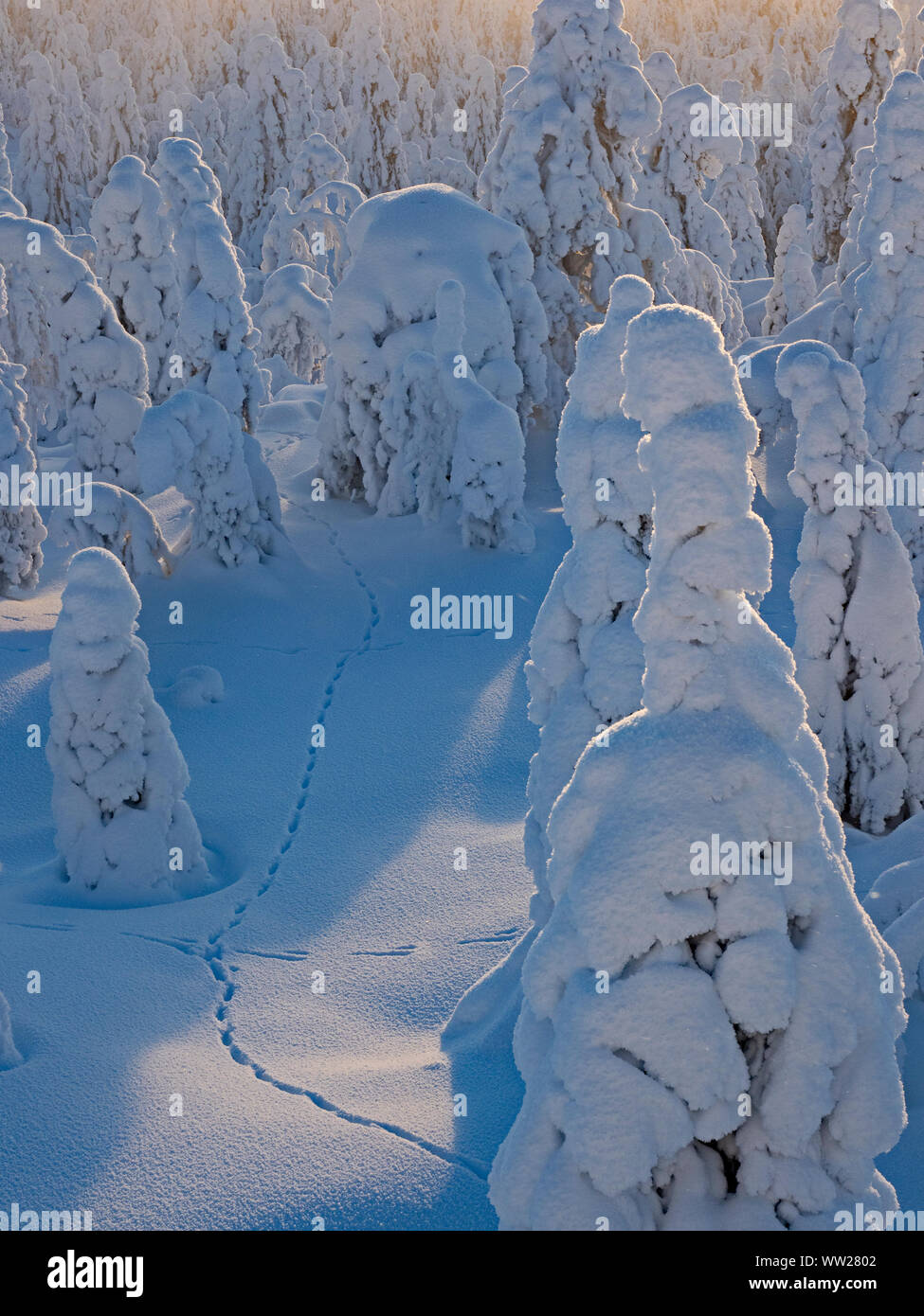 Spruce trees cloaked in snow Ruka Peak Kuusamo Finland January.  When snow cloaks spruce trees like this it is known as crown snow and can put a load Stock Photo