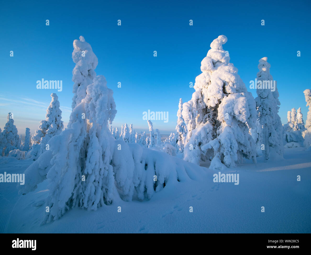 Spruce trees cloaked in snow Ruka Peak Kuusamo Finland January.  When snow cloaks spruce trees like this it is known as crown snow and can put a load Stock Photo