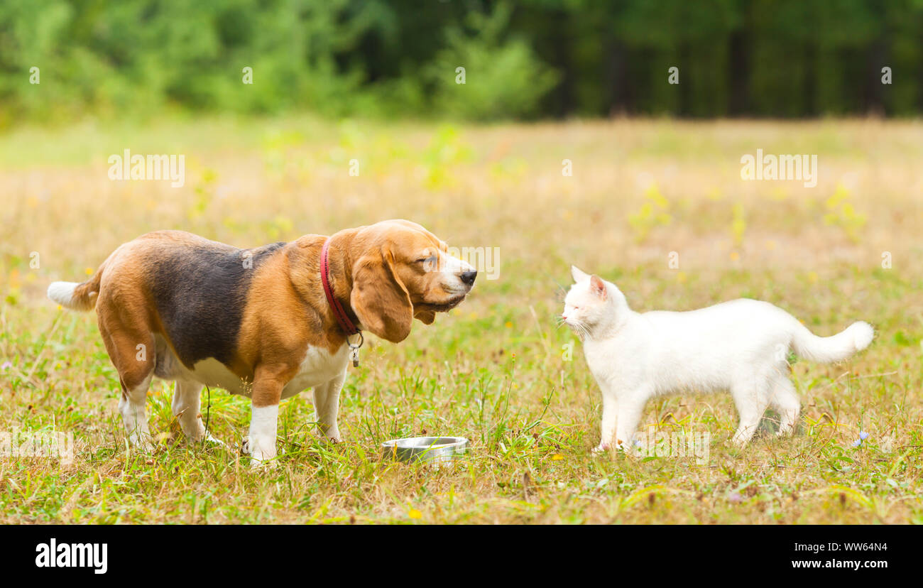 Funny Animal Meeting