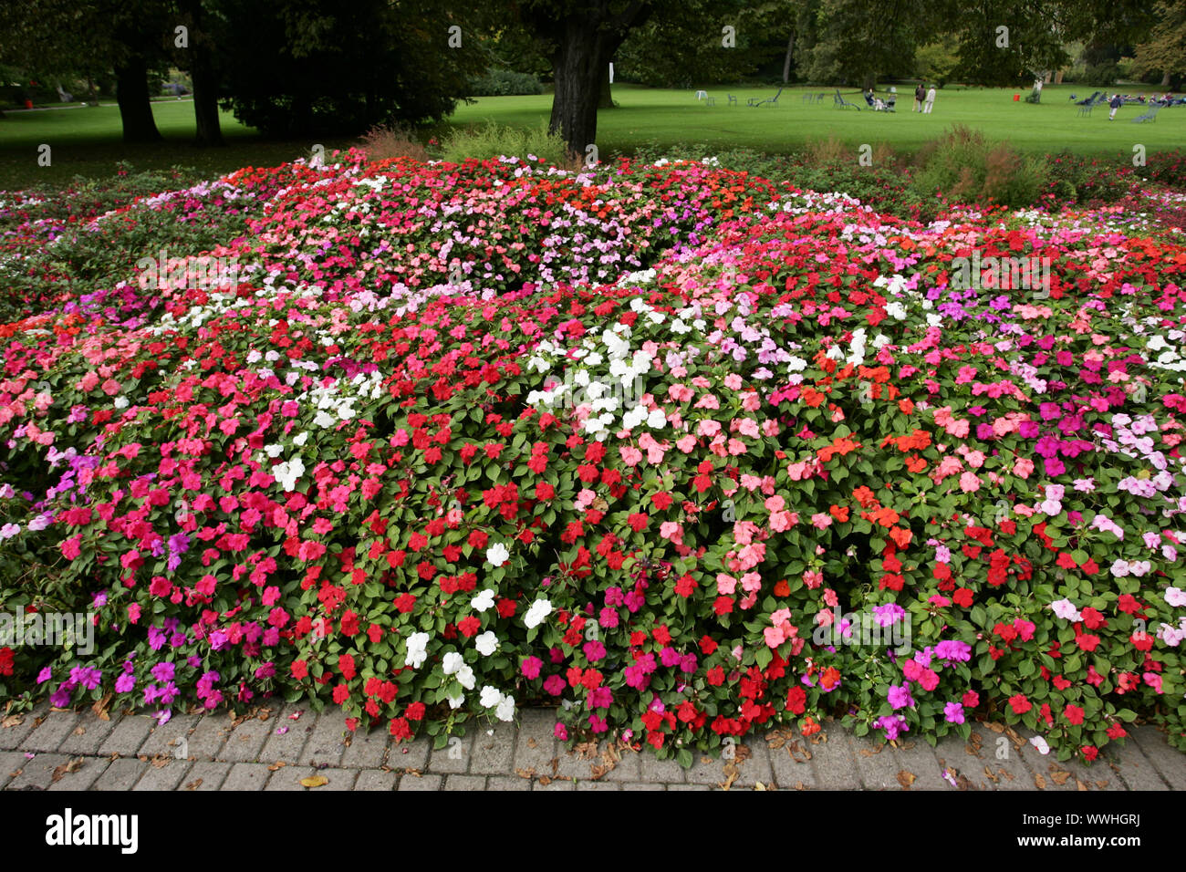 Busy lice, impatiens walleriana, busy lizzie Stock Photo