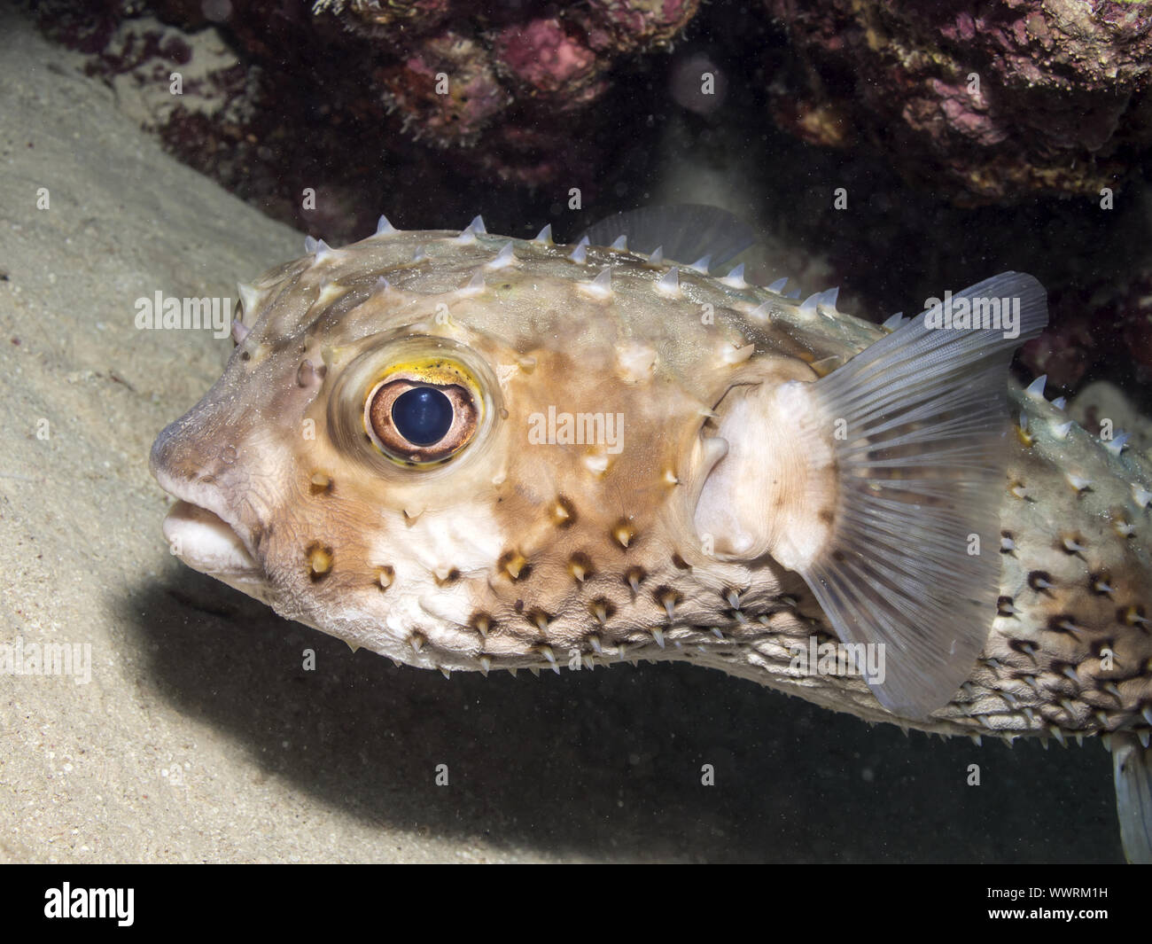 yellowspotted burrfish Stock Photo