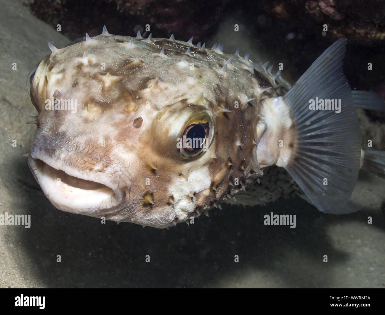 yellowspotted burrfish Stock Photo