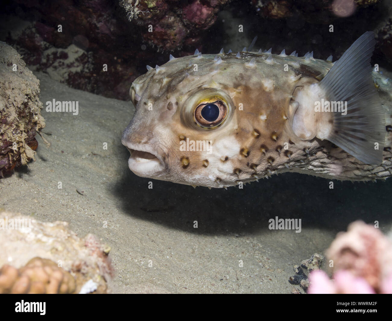 yellowspotted burrfish Stock Photo