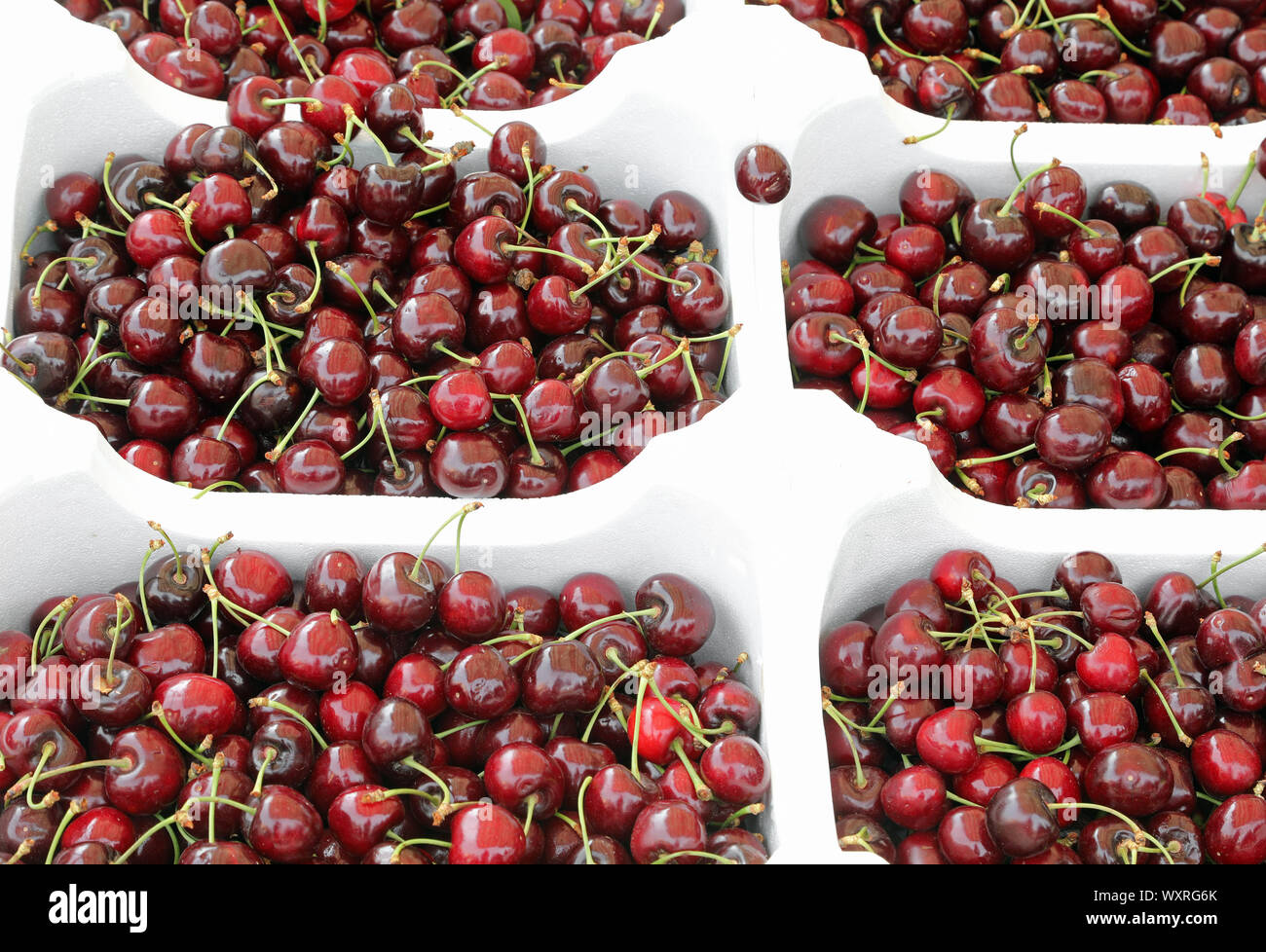 many trays full of red ripe cherries just harvested Stock Photo