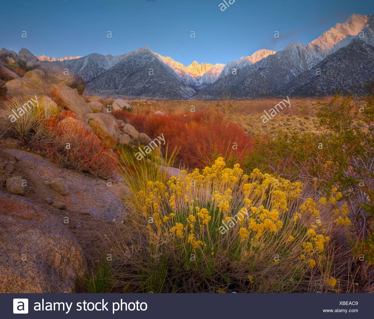 Usa United States America California Alabama Hills Mountains Nature Landscape Vegetation Stock Photo Alamy