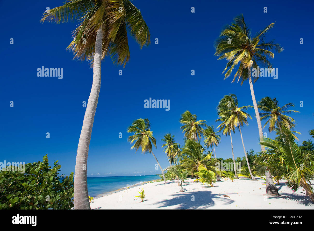 STRAND AUF ISLA SAONA PARQUE NATIONAL DEL ESTE DOMINIKANISCHE REPUBLIK KARIBIK Stockfoto