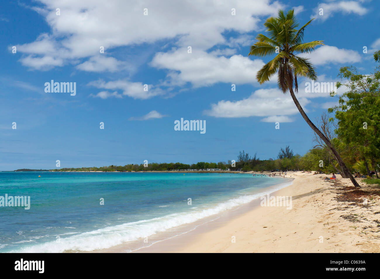 Palme am Strand Anse du Souffleur, Port-Louis, Grande-Terre, Guadeloupe Insel, Französische Antillen, kleine Antillen Stockfoto