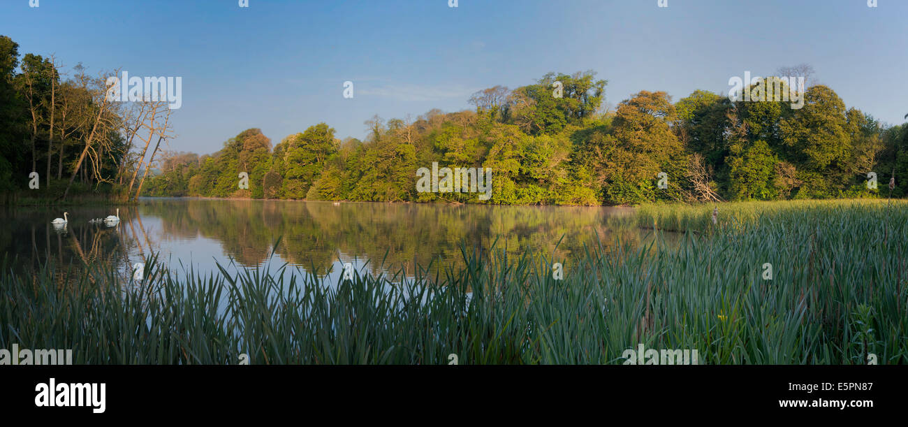 PANORAMABLICK ÜBER SCHWÄNE AM FISCHTEICH AM FLUSS YEALM IN DEVON SEHR FRÜH AM MORGEN. ENGLAND-UK Stockfoto