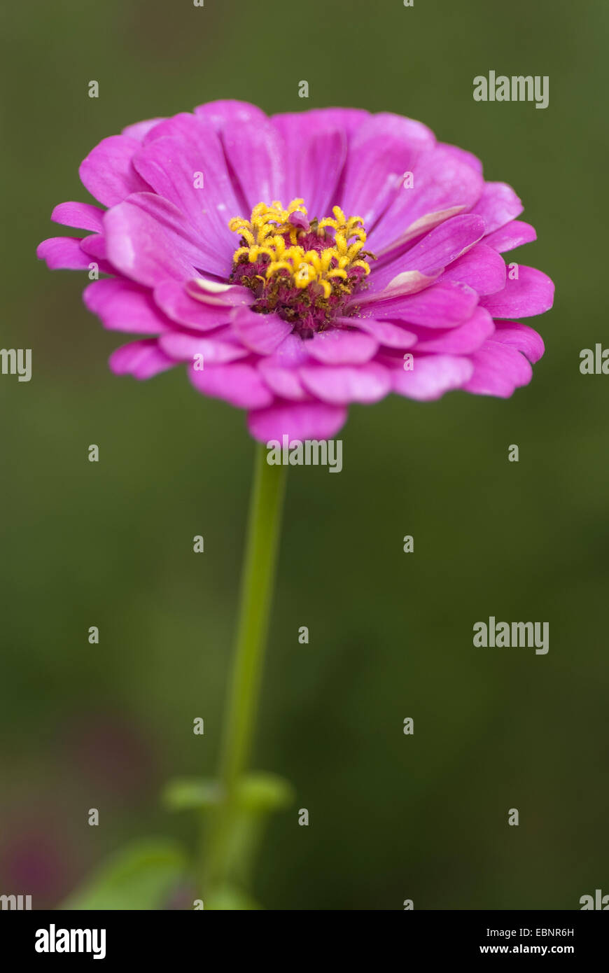 Zinnie, Jugend und Old age, gemeinsame Zinnie (Zinnia Elegans), Blütenstand Stockfoto