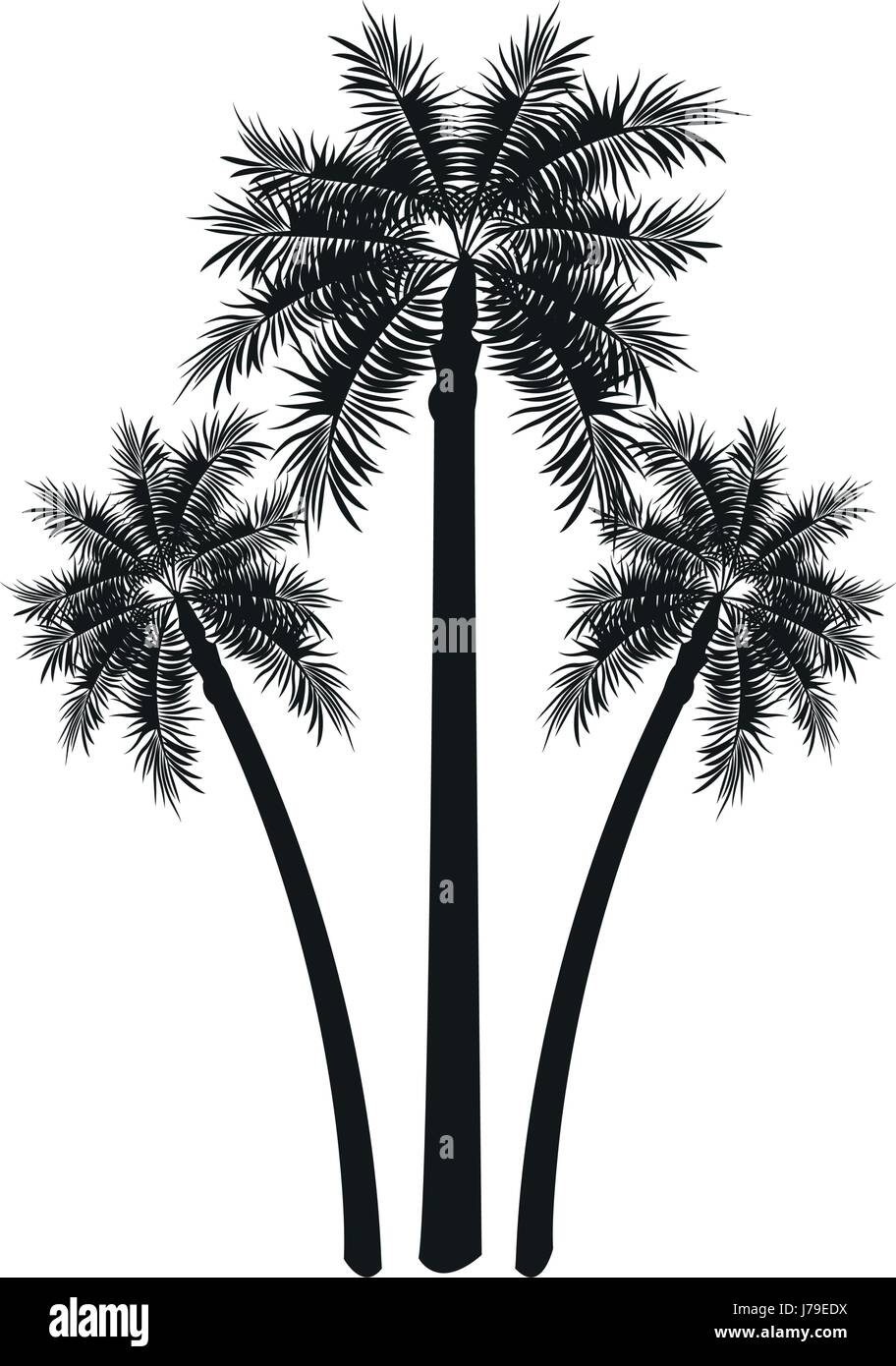 Königliche palme Stock-Vektorgrafiken kaufen - Alamy