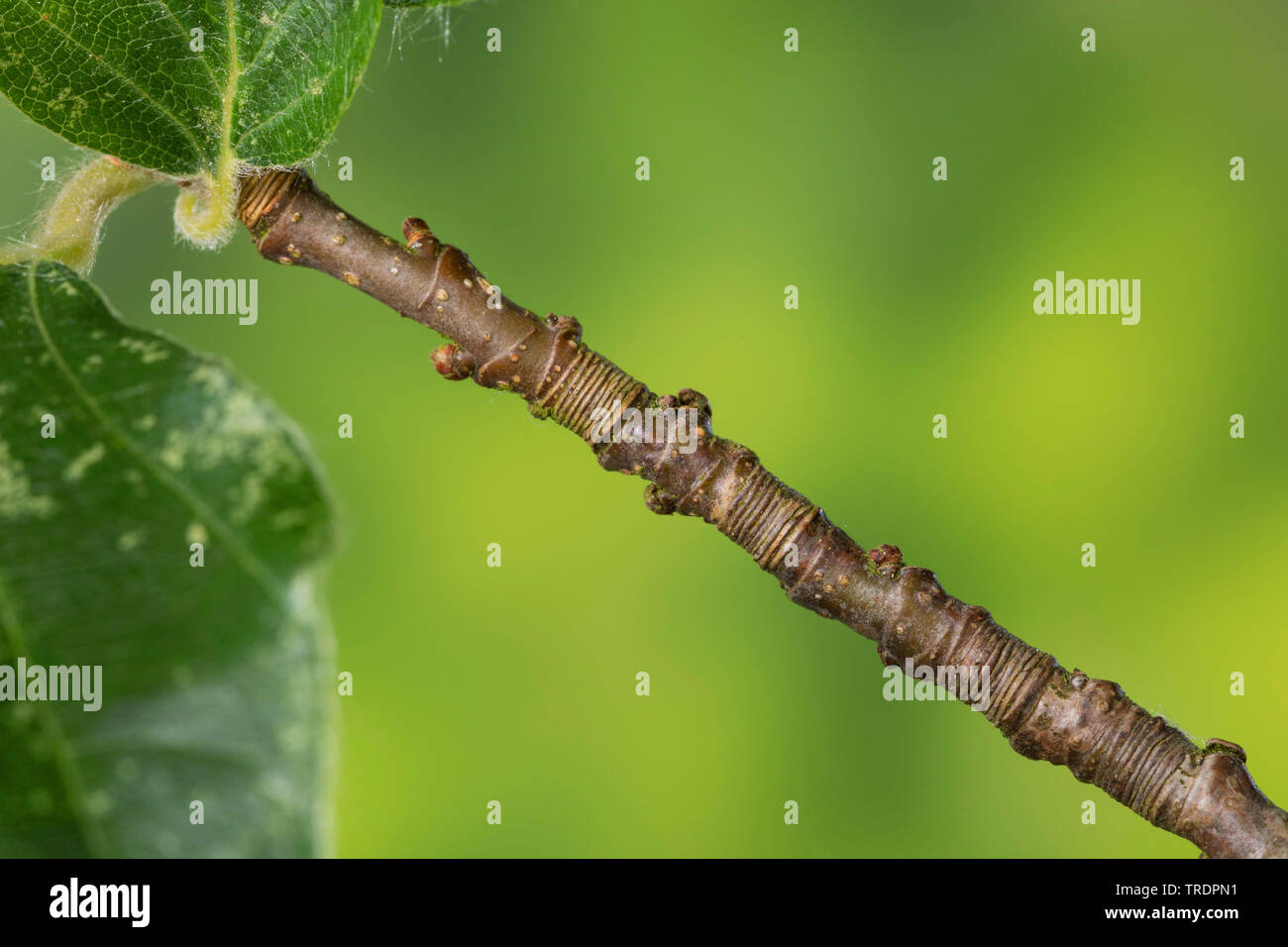 Gemeinsame Buche (Fagus sylvatica), Bestimmung des Alters einer Zweigniederlassung mit Ringen, Deutschland Stockfoto