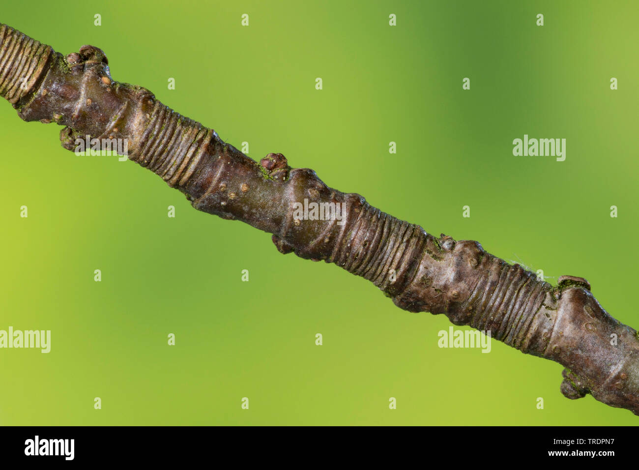 Gemeinsame Buche (Fagus sylvatica), Bestimmung des Alters einer Zweigniederlassung mit Ringen, Deutschland Stockfoto