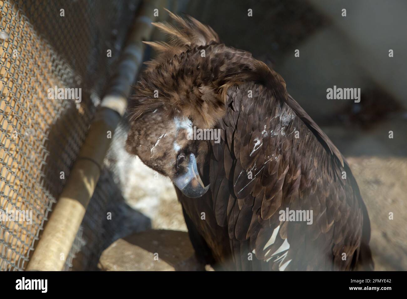 Como un águila fotografías e imágenes de alta resolución - Página 13 - Alamy