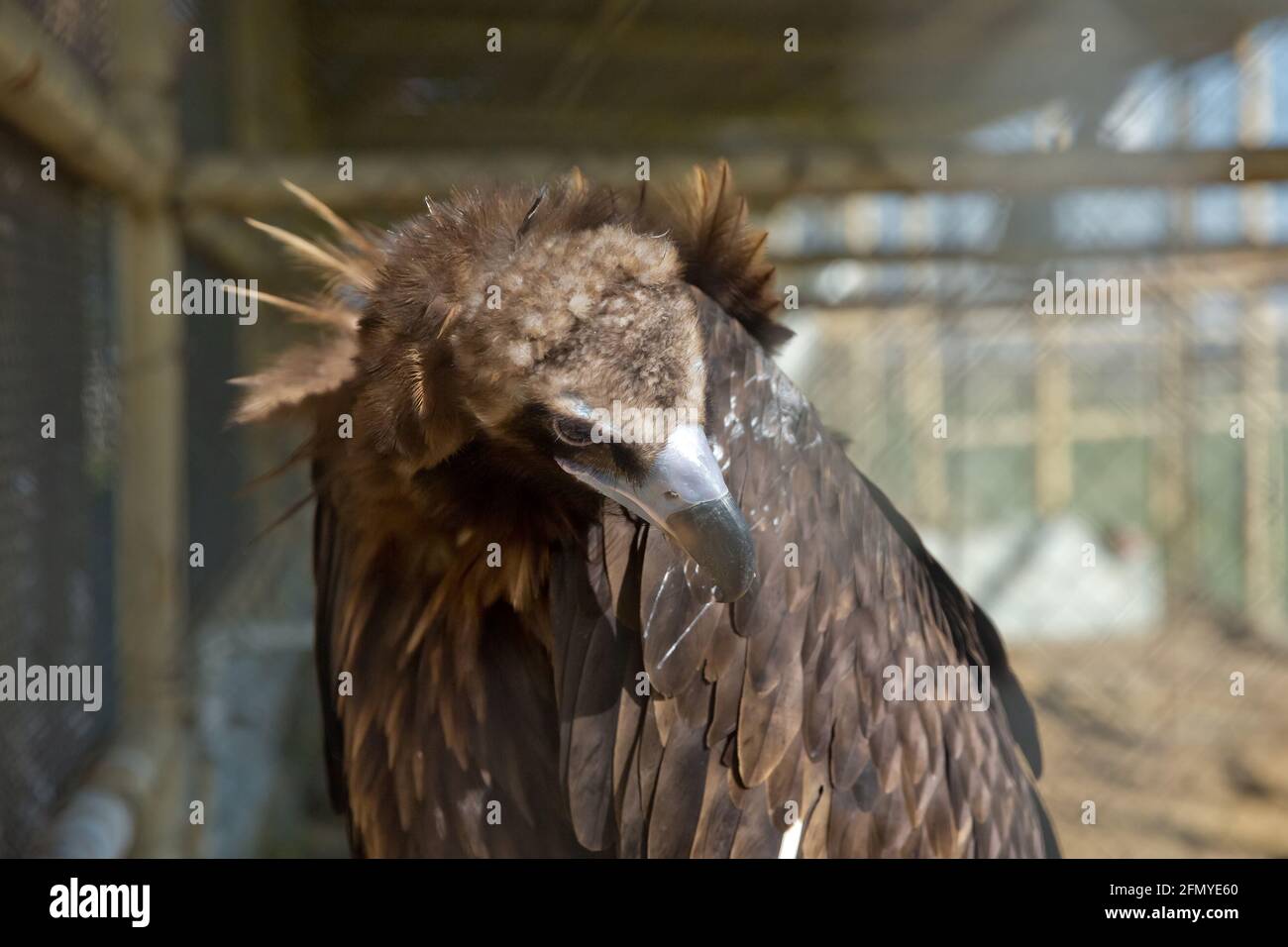 Como un águila fotografías e imágenes de alta resolución - Página 13 - Alamy