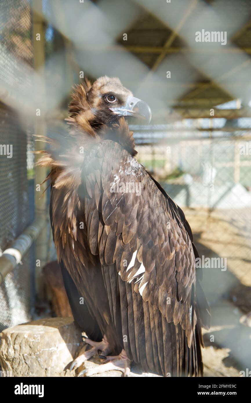 Como un águila fotografías e imágenes de alta resolución - Página 13 - Alamy