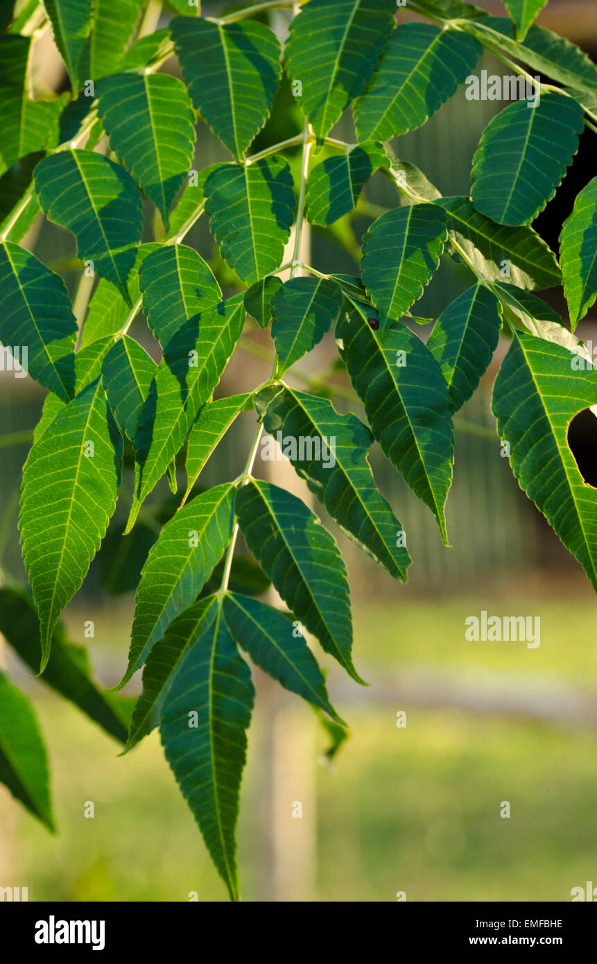 Las hojas de un árbol de cedro blanco Fotografía de stock - Alamy