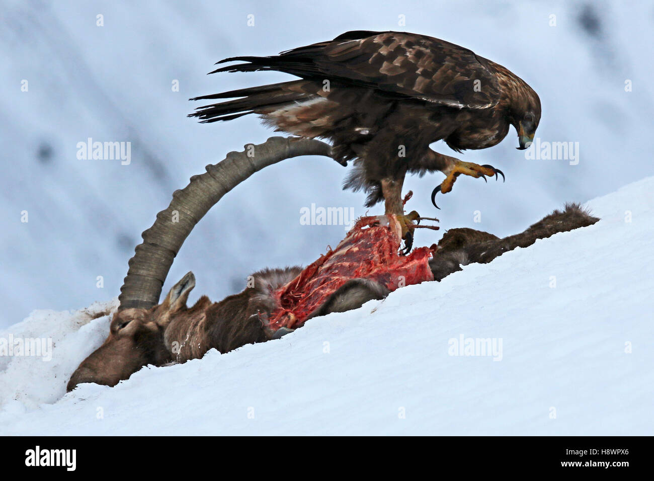 Águila Real (Aquila chrysaetos) comiendo una cabra montés (Capra ibex)  cadáver masculino , Alpes Valais, Suiza Fotografía de stock - Alamy