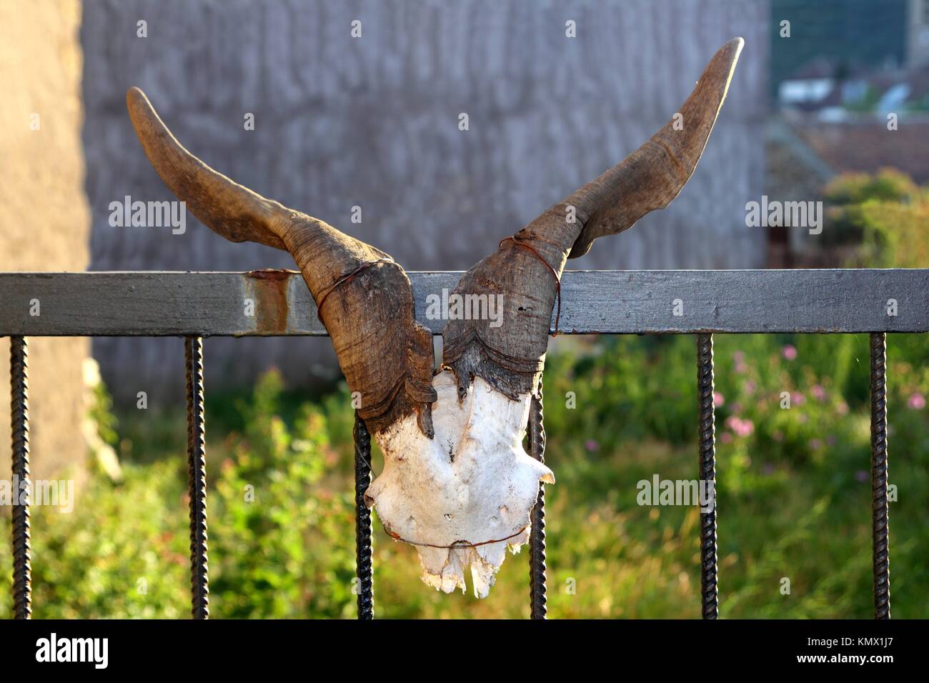 Cabra atada fotografías e imágenes de alta resolución - Alamy