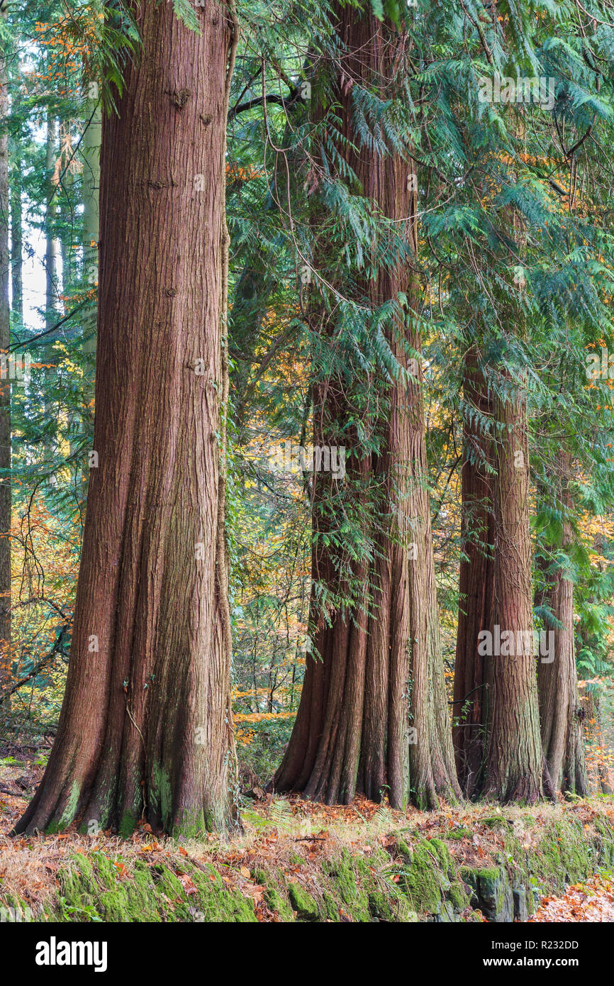 Cedro rojo fotografías e imágenes de alta resolución - Alamy