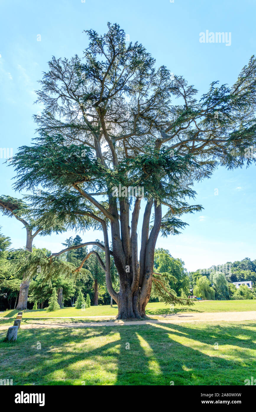 Francia, Maine et Loire, Brissac Loira Aubance, Chateau de Brissac e park, cedro del Libano (Cedrus libani) // Francia, Maine-et-Loire (49), Brissac Loir Foto Stock