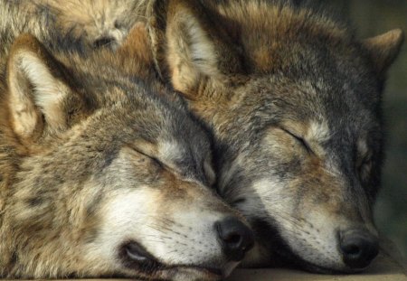 Sleeping Wolves - Other & Animals Background Wallpapers on Desktop ...