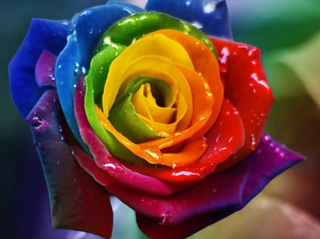 Beautiful Rainbow rose - Flowers & Nature Background Wallpapers on ...