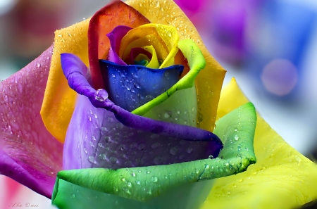 Colorful rose - Other & Abstract Background Wallpapers on Desktop Nexus ...