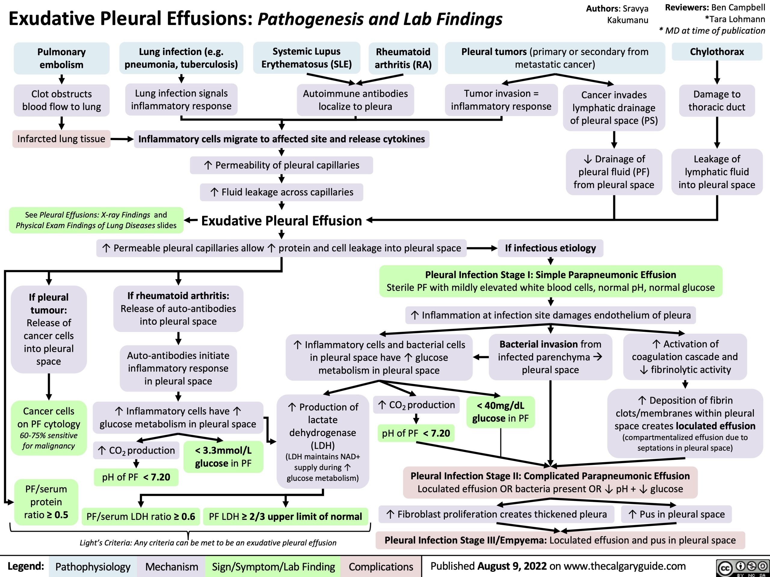 Pathophysiology Of Pleural Effusion - NBKomputer