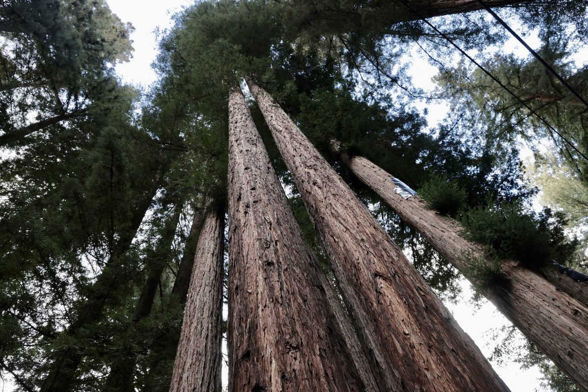 A stand of mighty sequoia redwoods stands in the middle of Paradise Park Masonic Club in Santa Cruz. California Freemason: Paradise Park Masonic Club