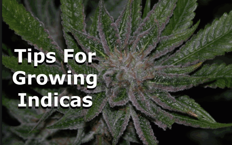 tips indica strains