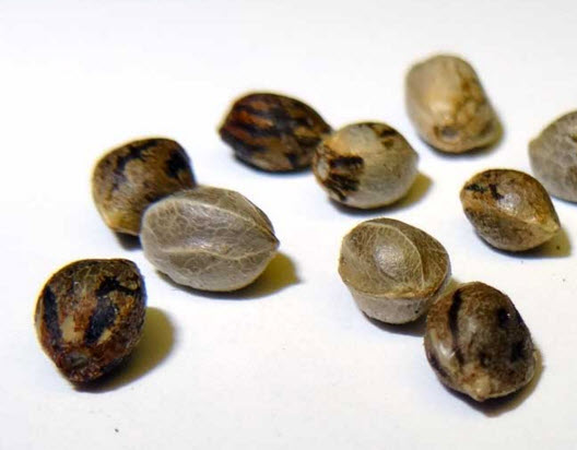 weed seeds