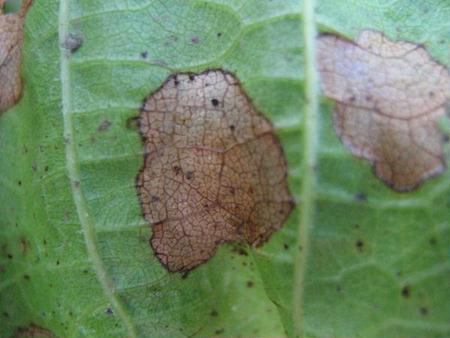 Dendrophoma marconii - Alchetron, The Free Social Encyclopedia