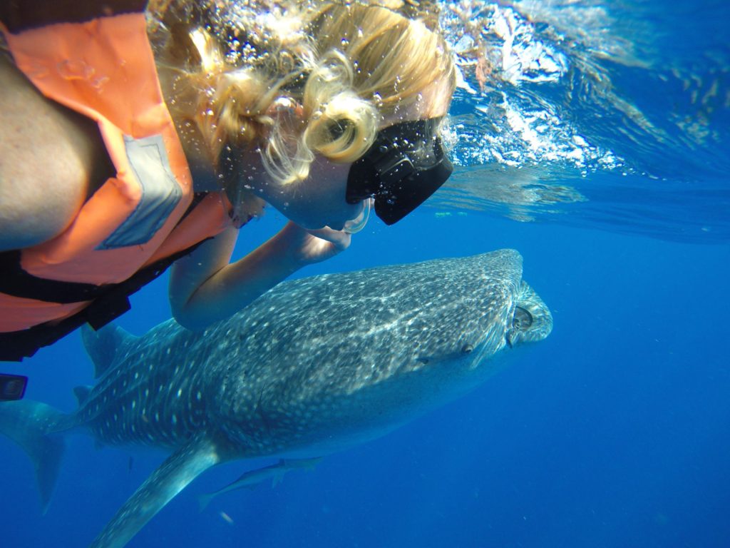 Whale Shark Tour Cancun