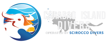 Carabao Island Divers