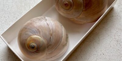 two snail shells