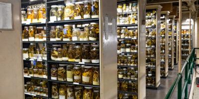 shelves of specimens preserved in glass jars